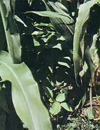 Corn grows vigorously with a legume companion.